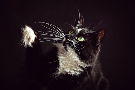 Black and white Norwegian Forest Cat with a raised pawの写真素材