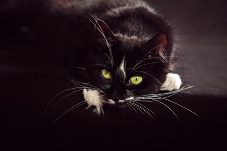 Lying black and white Norwegian Forest Cat in front of backgroundの写真素材