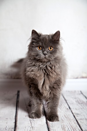 Portrait of longhair persian cat with his forehead, nose and chinの写真素材