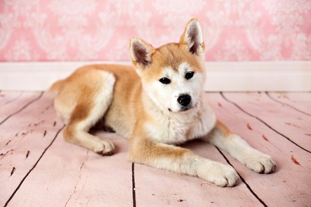 Cute Akita Dog At Home On The Floorの写真素材