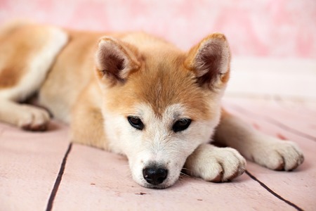 Akita Dog At Home On The Floorの写真素材