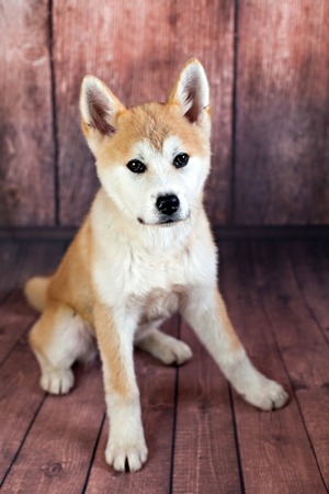 Cute Akita Dogの写真素材