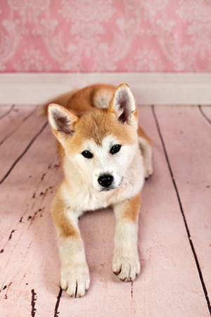 Japanese Akita Dogの写真素材