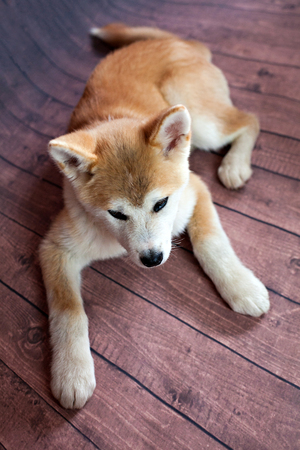 Cute Japanese Akita Dogの写真素材
