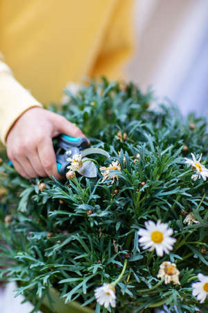 Little girl in yellow sweatshirt caring for balcony flowers, pruning with pruning shears.の写真素材