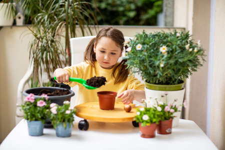 Little girl planting flowers on the balcony, caring for plantsの写真素材