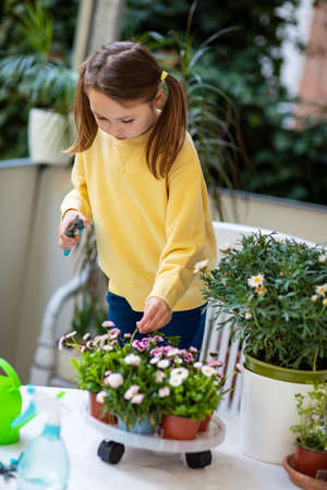 Little girl in yellow sweatshirt caring for balcony flowers, pruning with pruning shears.の写真素材