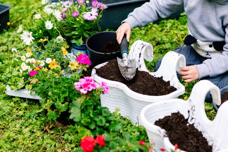 Hands of a little girl filling a pallet with flowers with earth with a spatula, spring transplanting...