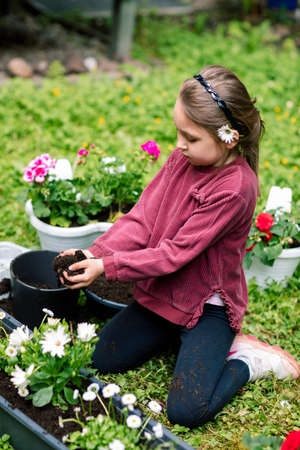 Little girl filling a tray of flowers with earth, spring transplanting flowers, caring for plants.の写真素材