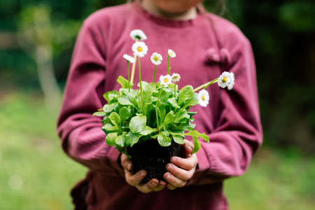 The hands of a little girl holding a plant ready to be transplanted into a pot.