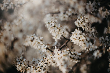 White beautiful flowers on the blooming tree in the early spring, background blured, retro colorsの写真素材