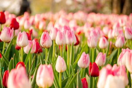 Beautiful Tulip field の写真素材