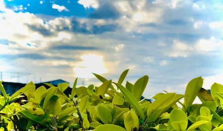 sunriseの写真素材