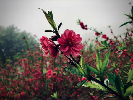 flowers in the rainの写真素材