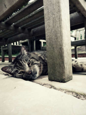 Tabby cat relaxing under a benchの写真素材