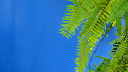 Leaf blue wall backgroundの写真素材