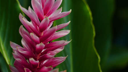 Pink plantの写真素材