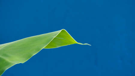 Banana leaf blue wall back groundの写真素材