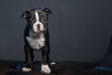 Boston terrier puppyの写真素材