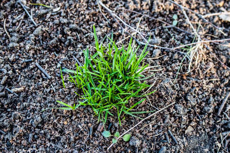 Green grass in the field pictureの写真素材