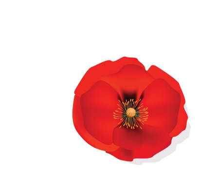 Red Romantic poppy flower isolated. Vector illustrationのイラスト素材