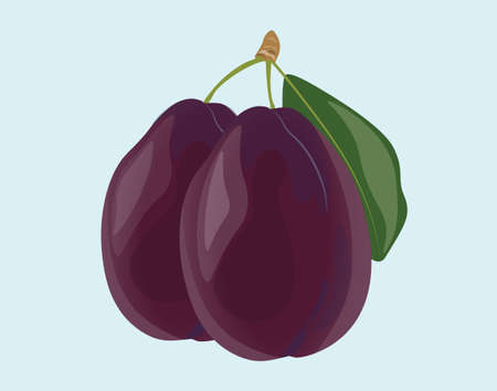 Plum fruits isolated. Vectorのイラスト素材