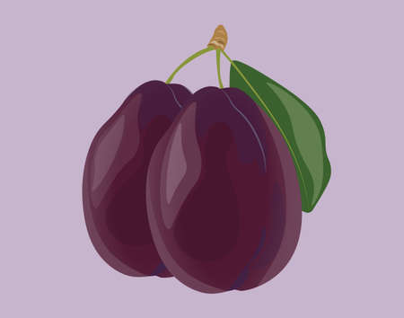 Plum fruits isolated. Vectorのイラスト素材
