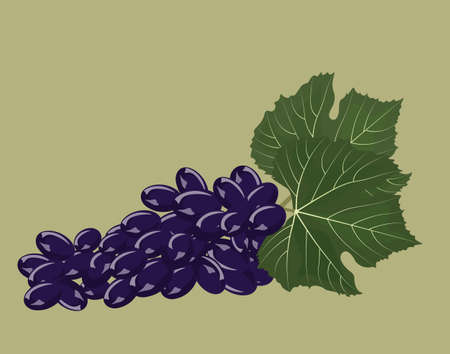 Grapes isolated background. Vectorのイラスト素材