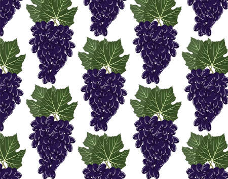 Grapes clusters pattern. Vectorのイラスト素材