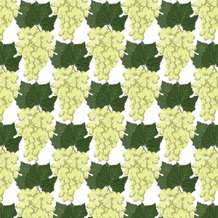 Grapes clusters pattern. Vectorのイラスト素材