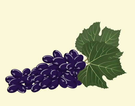 Grapes isolated background. Vectorのイラスト素材