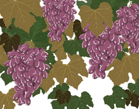 Grapes clusters set. Vectorのイラスト素材