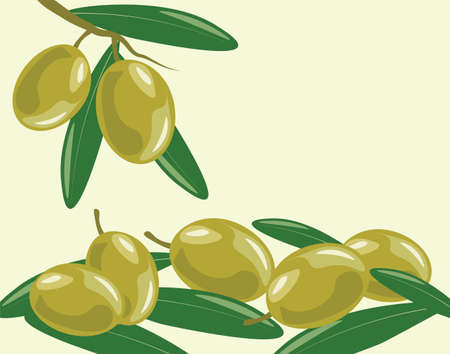Olive branch with leaves. Vectorのイラスト素材