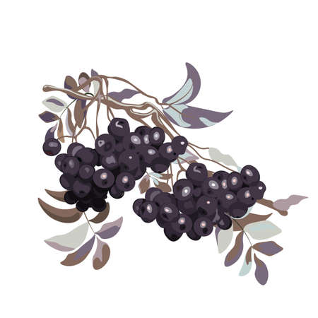 Viburnum berries branch stylized. Vector