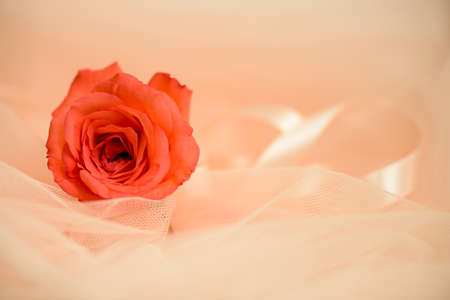 Rose flower on lace background. Vintage romantic compositionの写真素材