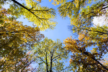 Autumn forest with colorful golden leaves. Beautiful sunny sky and treesの写真素材