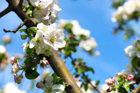 Spring Apple flowers blossom tree branch on Sky backgroundの写真素材