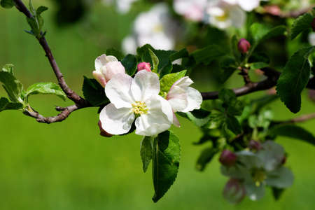 Spring Apple flowers blossom tree branch on bokeh green backgroundの写真素材