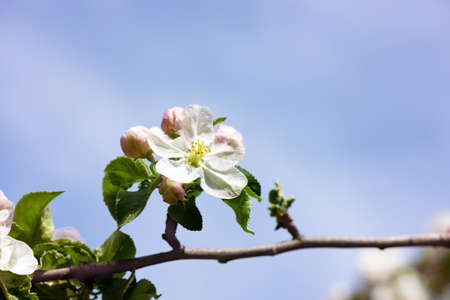 Spring Apple flowers blossom tree branch on Bokeh background
