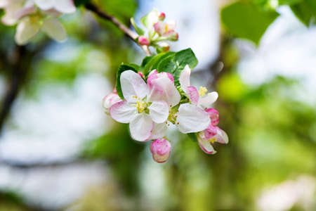 Spring Cherry flowers blossom tree branchの写真素材