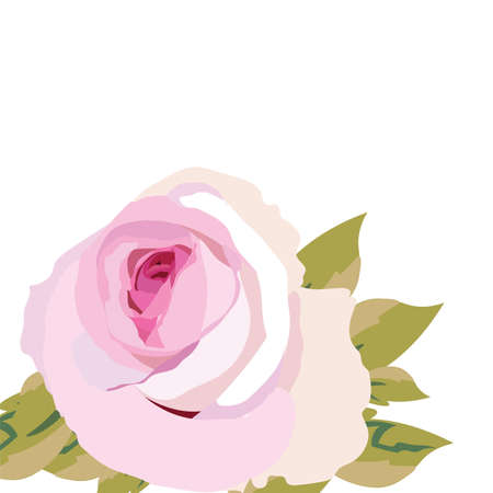 Watercolor pink Rose Flower isolated. Vintage Watercolor Blooming Roses. Vector Watercolor Rose for wedding invitation, anniversary, celebration, eventsのイラスト素材