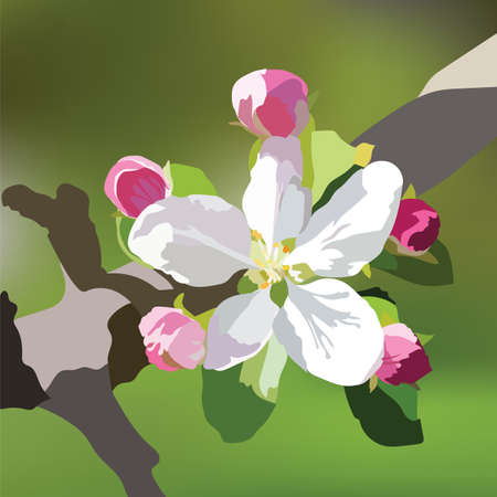 Vector Spring Apple or Cherry flowers blossom tree branch. Beautiful natural blooming flower illustration. Watercolor realistic handrawn techniqueのイラスト素材