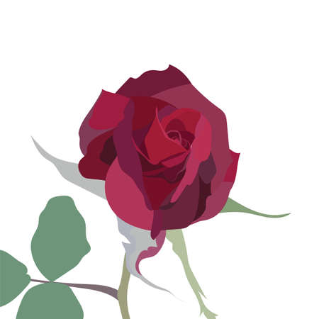 Watercolor Red Rose isolated on white. Vector rose flowerのイラスト素材