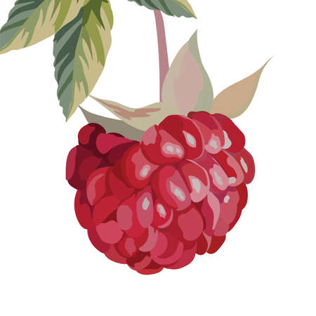 Watercolor Raspberry Vector isolated on white backgroundのイラスト素材
