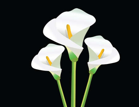 White Calla Lily flowers on black background Vectorのイラスト素材