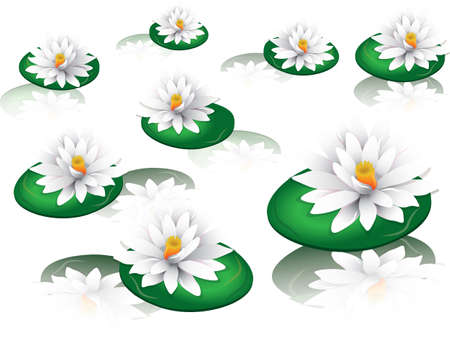 White water lilies Vector on white backgroundのイラスト素材