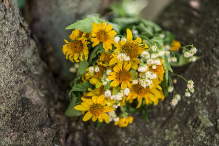 White and yellow Chamomile flowers bouquet on a tree. Close-upの写真素材