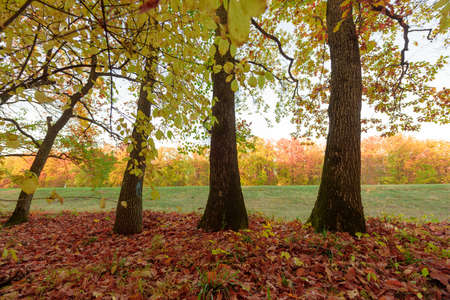 Autumn forest with colorful trees and leavesの写真素材
