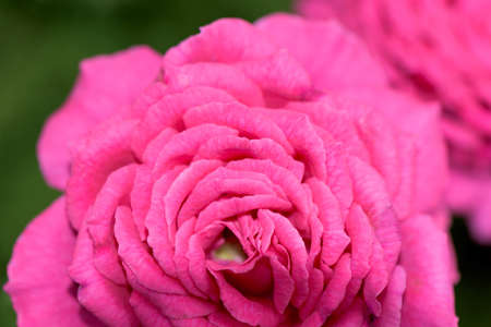 Blooming Pink rose flower closeupの写真素材