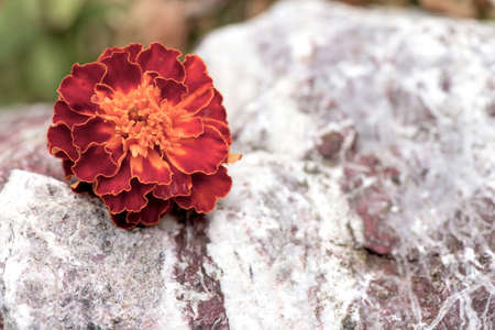 Flower on a marble rock. Vintage colors. Bokeh backgroundの写真素材